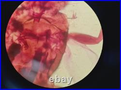 Nikon Eclipse E800 Microscope System with Plan Apo 40/60/100, V-PS100E Lab